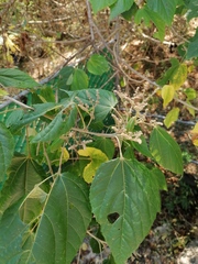 Heliocarpus americanus