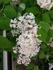 Syringa pubescens microphylla