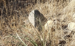 Muhlenbergia porteri