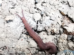 Oroperipatus eisenii