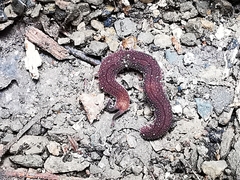 Oroperipatus eisenii