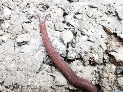 Oroperipatus eisenii