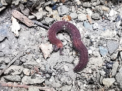 Oroperipatus eisenii