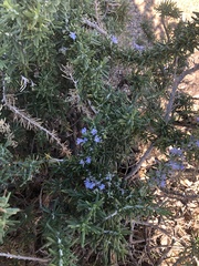 Magnoliopsida