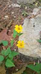 Hymenostephium cordatum