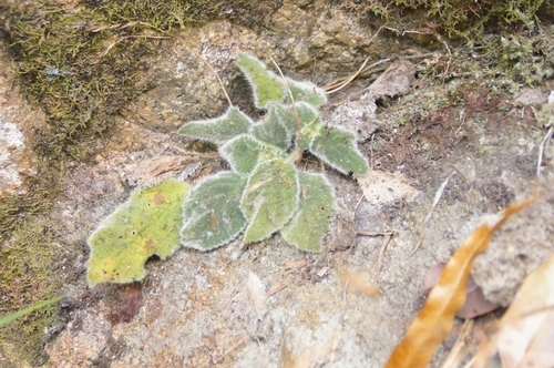 Image of Rock Violet (Boea hygroscopica) by no rights reserved