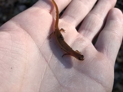 Eurycea chamberlaini