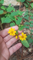 Hymenostephium cordatum