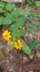 Hymenostephium cordatum