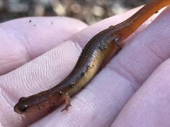 Eurycea chamberlaini