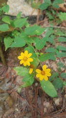 Hymenostephium cordatum