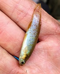 Fundulus chrysotus