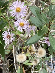 Ampelaster carolinianus