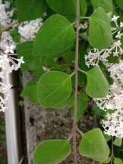 Syringa pubescens microphylla