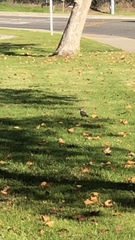 Charadrius vociferus