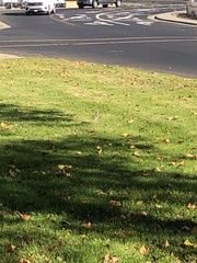 Charadrius vociferus