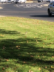 Charadrius vociferus