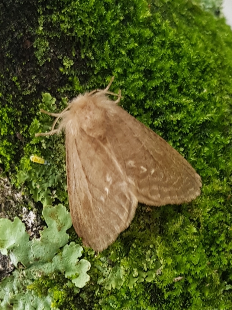 Parvunduzia