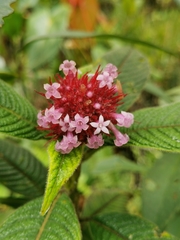 Palicourea erythrocephala