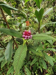 Palicourea erythrocephala