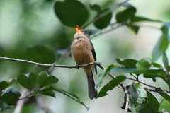 Contopus latirostris