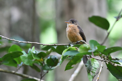 Contopus latirostris