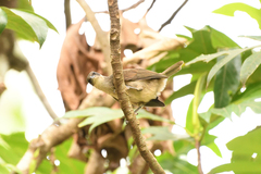 Cinclocerthia gutturalis