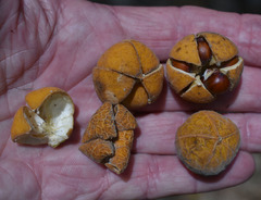 Dysoxylum gaudichaudianum