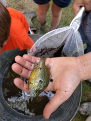 Lepomis marginatus