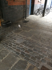 Columba livia domestica