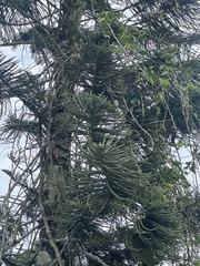 Araucariaceae