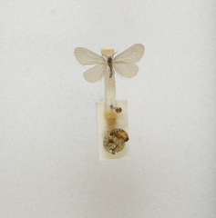 Apterona helicoidella