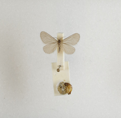 Apterona helicoidella