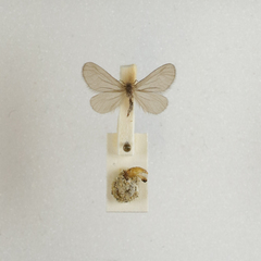 Apterona helicoidella