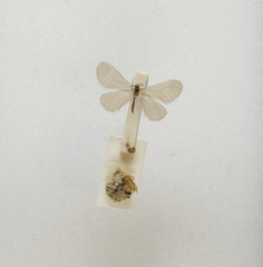 Apterona helicoidella