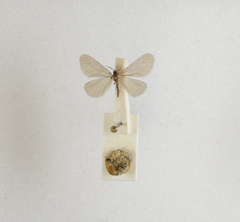 Apterona helicoidella