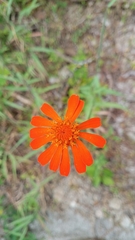 Comaclinium montanum