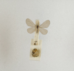 Apterona helicoidella