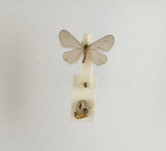 Apterona helicoidella