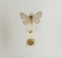 Apterona helicoidella