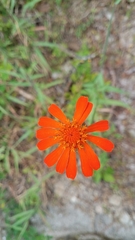 Comaclinium montanum