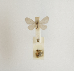 Apterona helicoidella