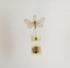 Apterona helicoidella