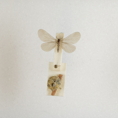 Apterona helicoidella