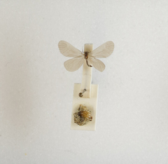 Apterona helicoidella