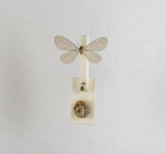 Apterona helicoidella