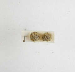 Apterona helicoidella