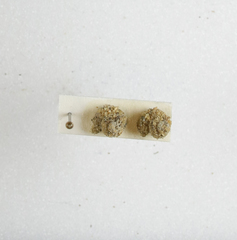 Apterona helicoidella