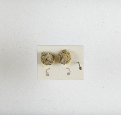 Apterona helicoidella