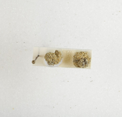 Apterona helicoidella